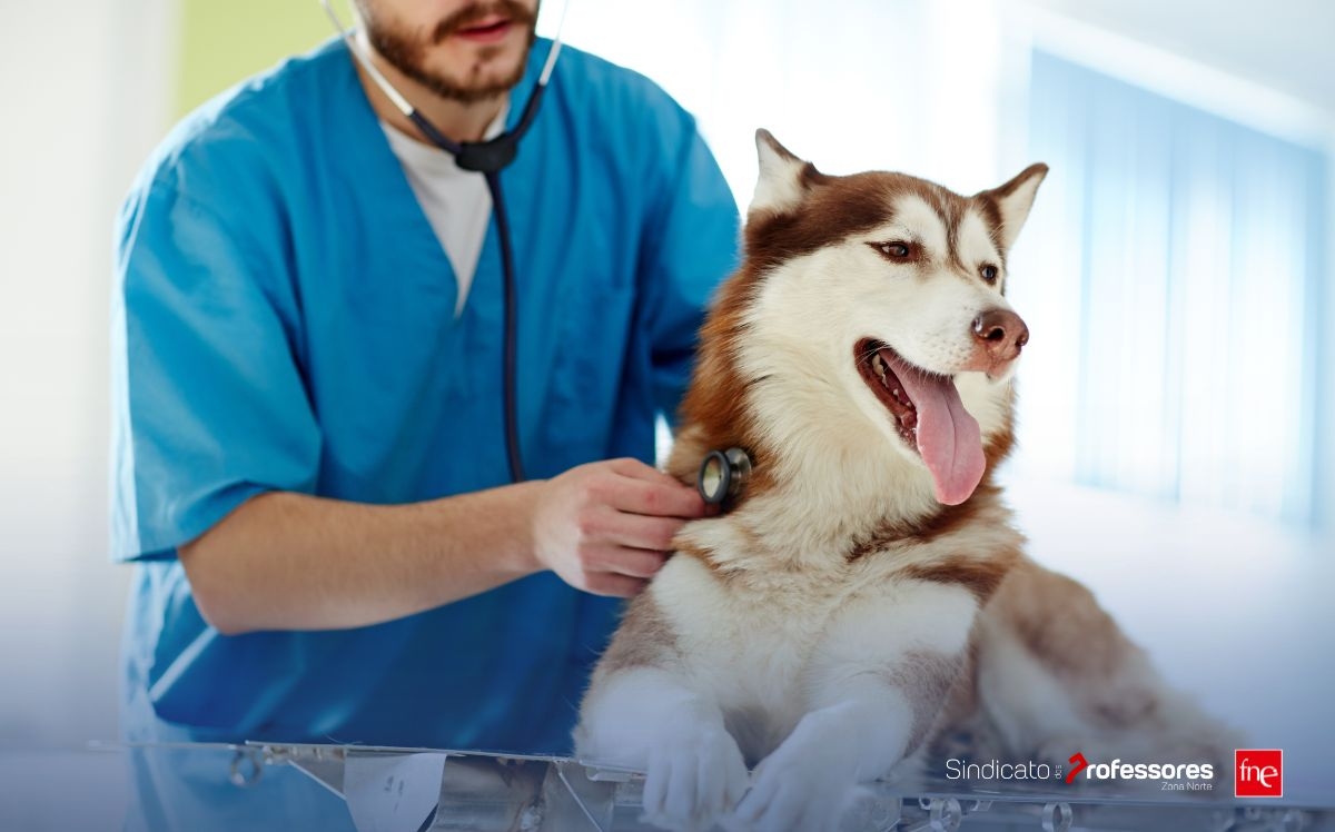 ONEVETGroup - Clinica Veterinária